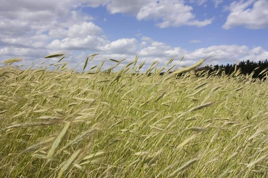 wheat field