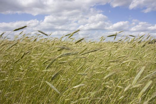 wheat field