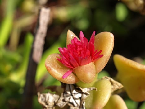 close-up image of a sedum nussbaumerianum flower