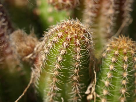 close-up image of a cactus plant : echinocereus engelmanni