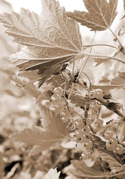 red currant,autumn. shallow DOF.tone sepia