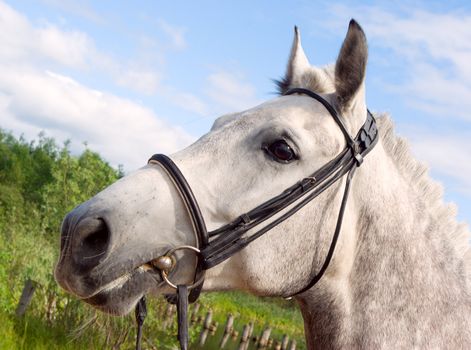 Horse portrait.Horse is bridle 