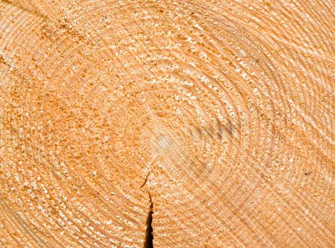 close-up wooden cut texture .Young tree