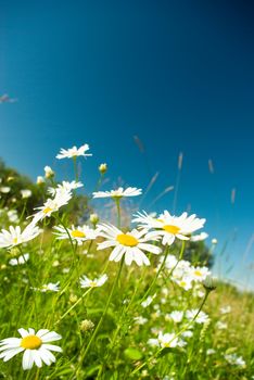 Beautiful summer. beautiful chamomiles on a sky background