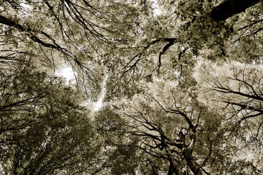 Forest tissue - treetops abstract view in sephia tone