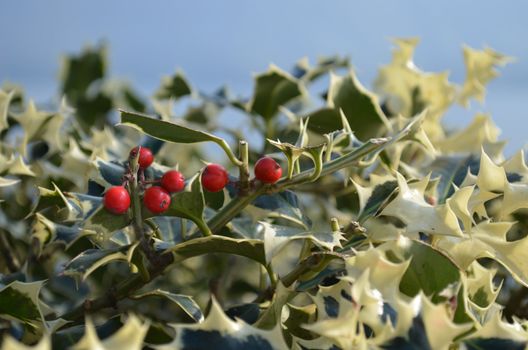 Red berries and holly plant