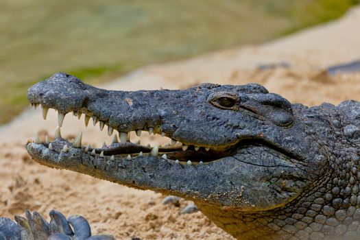 Detail of the head of a nile crocodile, Crocodylus niloticus