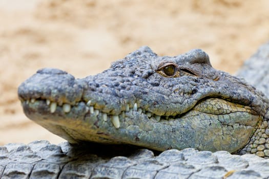 Detail of the head of a nile crocodile, Crocodylus niloticus