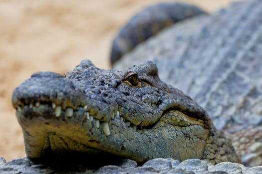 Detail of the head of a nile crocodile, Crocodylus niloticus