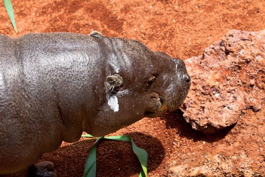 Sympathetic specimen of Hippopotamus pigmy, Hexaprotodon liberiensis