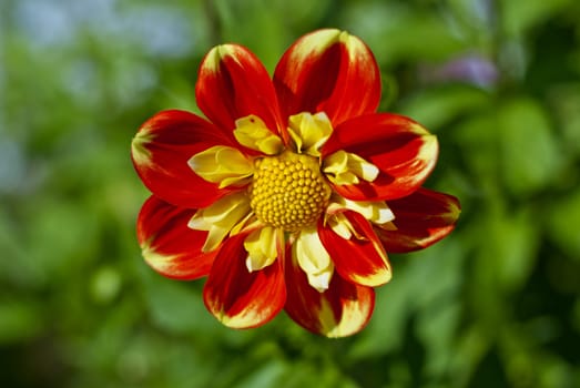 Red dahlia under the sun, green background