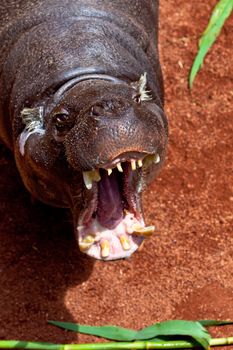 Sympathetic specimen of Hippopotamus pigmy, Hexaprotodon liberiensis