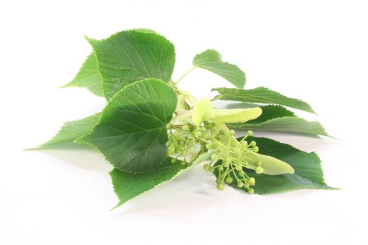 Linden flowers with buds and leaves on a white background