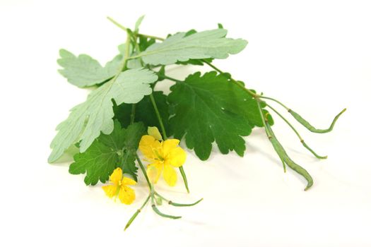 greater Celandine with leaves and flowers on a white background