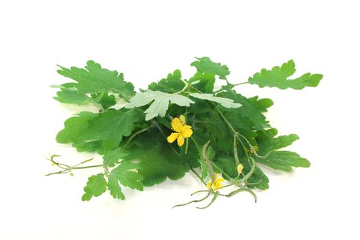 greater Celandine with leaves and flowers on a white background