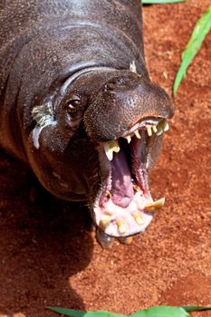 Sympathetic specimen of Hippopotamus pigmy, Hexaprotodon liberiensis