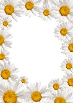 chamomile frame