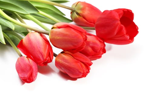 red tulips bouquet