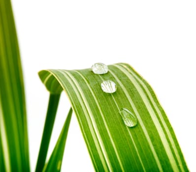 green leaf with water drops