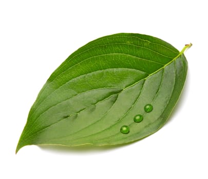 green leaf with water drops