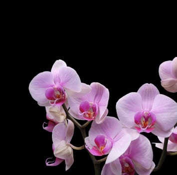 orchid flower