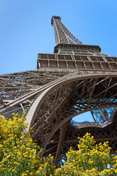 Perspective of the Eiffel tower with blossom and nice blue sky