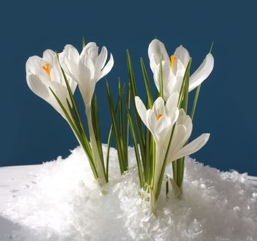 snowdrop in snow