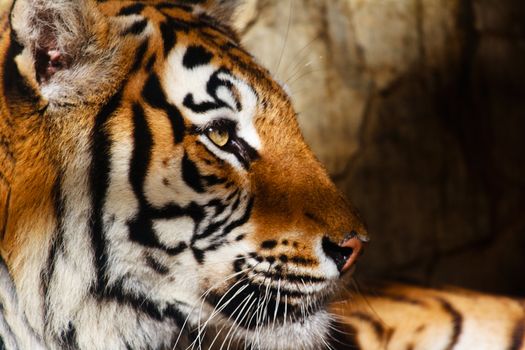 Fantastic specimen  of Bengal tiger posing placidly