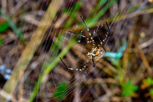 A spider,  Argiope bruennichi,  of considerable size and threatening aspect