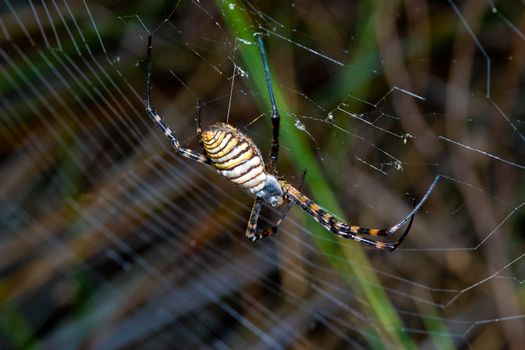 A spider,  Argiope bruennichi,  of considerable size and threatening aspect