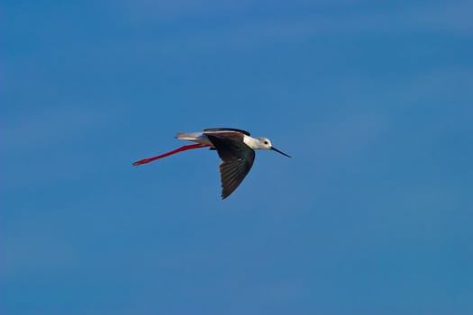 a little and beautiful Black-Winged Stilt airborne