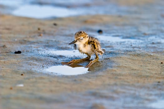 Black-Winged Stilt chick expecting its progenitors' return