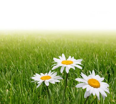 chamomile in green grass