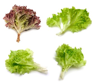 leaf lettuce on white