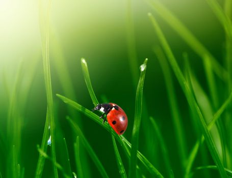 ladybug in grass