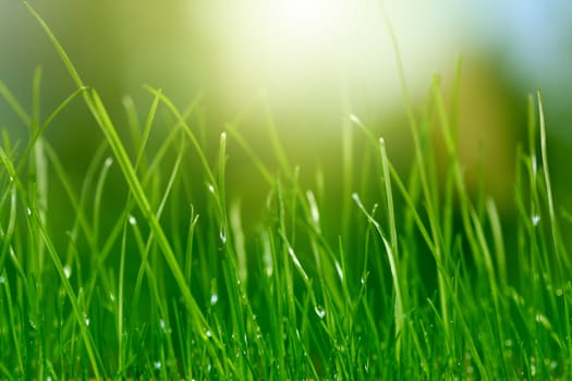 soft green grass background