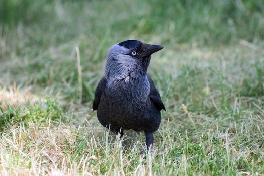 Little rook looking to you!