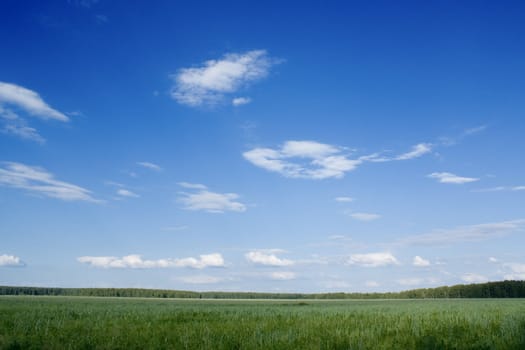 Green spring field with blue sky