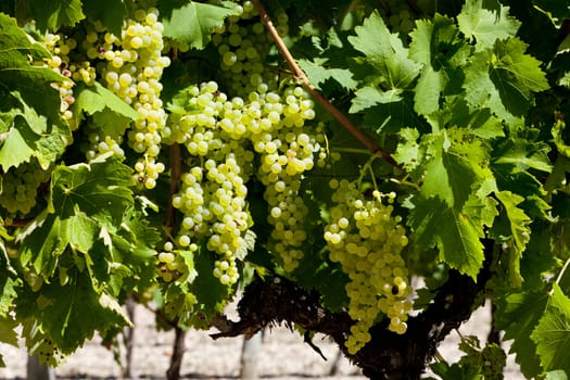 white grape in Jarnac, Poitou-Charentes, France