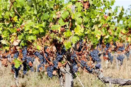 blue grape in Bordeaux Region, Aquitaine, France