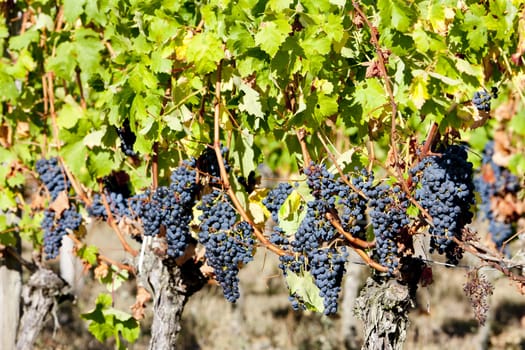 blue grape in Bordeaux Region, Aquitaine, France