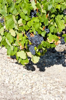 blue grape in Bordeaux Region, Chateau de la Tour, Aquitaine, France