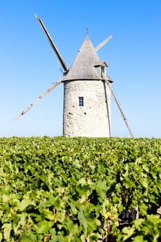 vineyard with windmill near Blaignan, Bordeaux Region, France