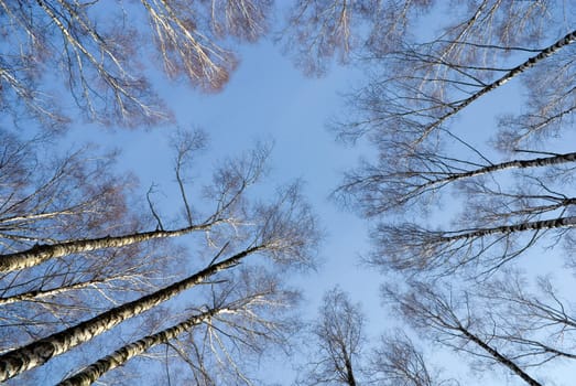 Look at sky through birches