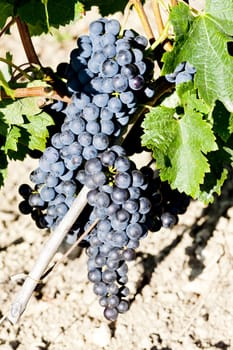 blue grape in Bordeaux Region, Aquitaine, France