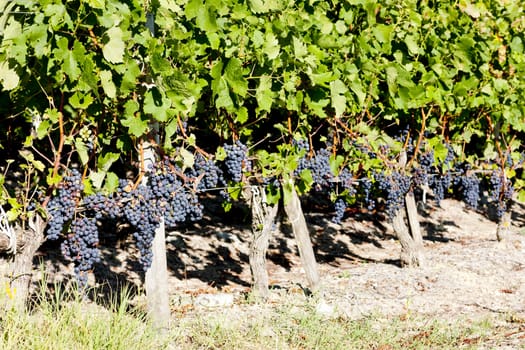 vineyard with blue grapes in Bordeaux Region, Aquitaine, France