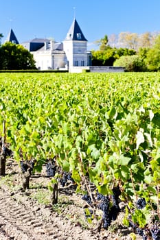 vineyard and Chateau Tronquoy Lalande, Saint-Estephe, Bordeaux Region, France