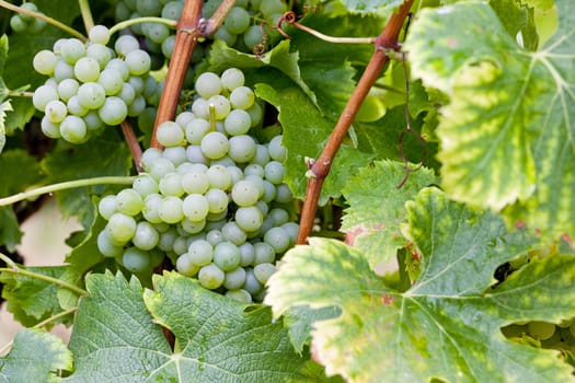 white grape in Sauternes Region, Aquitaine, France