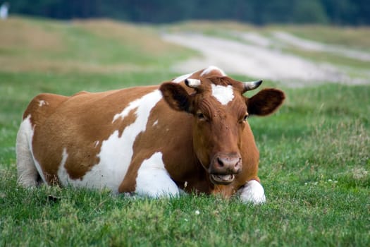 White-brown cow lies on the pasture