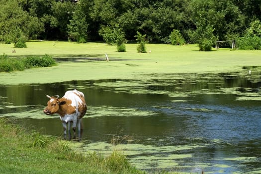 Cow saved from heat in a pond
